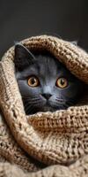 Black Cat Peeking Out From Under a Blanket photo