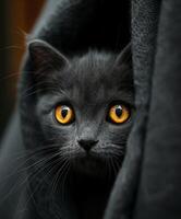 Black Cat With Yellow Eyes Peeking From Behind Blanket photo