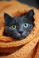 Black Cat Peeking Out From Blanket photo