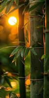 Sun shining through bamboo trees photo