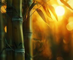Close-up of bamboo tree with sun in background photo