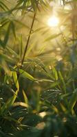 Sun shining through the leaves of a bamboo tree photo