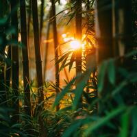 Sun shining through bamboo trees photo
