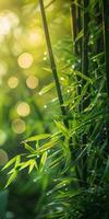 Close up of bamboo plant with water droplets photo