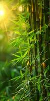 Close up of bamboo plant with sun in background photo