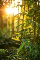 Sun shining through bamboo trees photo