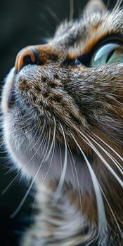 Close Up of Cats Face Looking Up photo