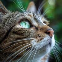 Close Up of a Cat With Green Eyes photo