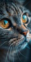 Close Up of a Cats Face With Yellow Eyes photo