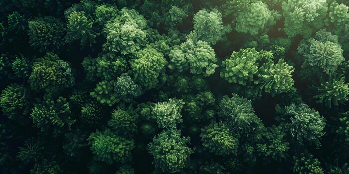 Thick forest canopy covered with trees photo