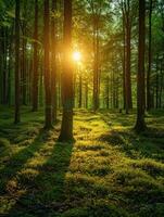 Sun shining through trees in forest photo