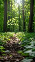 A path running through a forest photo