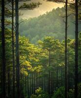 Dense green forest photo
