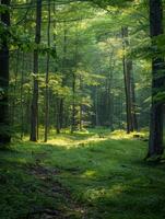 Path cutting through lush green forest photo