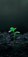 Small green plant sprouting from ground photo