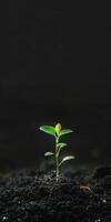 Small plant sprouting from ground photo