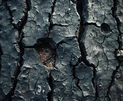 Detailed close-up of tree bark photo