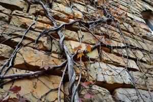 Brick wall overgrown with vines photo