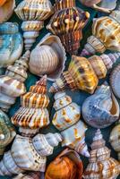 Cluster of Seashells Scattered on the Ground photo