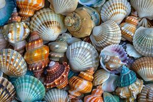 A Pile of Sea Shells Sitting Neatly Together photo