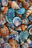 Assorted Seashells in Various Colors photo