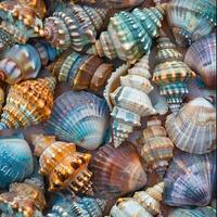 Assorted Seashells Scattered on the Ground photo