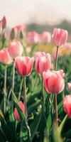 Field of Pink Tulips With Sky Background photo