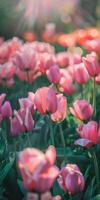 A Field of Pink Tulips in the Sunlight photo