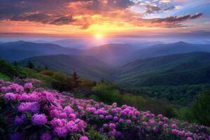Sun Setting Over Mountains and Flowers photo