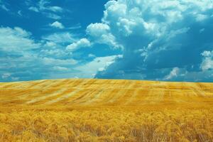 Wheat Field Under Cloudy Blue Sky photo
