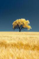 Alone Tree in Wheat Field Under Blue Sky photo