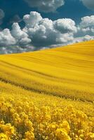 Golden Field of Yellow Flowers Under Cloudy Sky photo