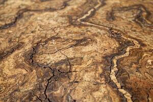 Close Up of Textured Wood Surface photo