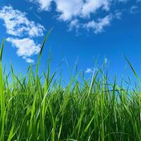 Green Grass Field Under Blue Sky photo