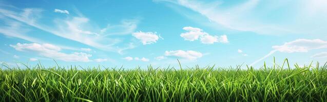 Field of Grass With Blue Sky photo