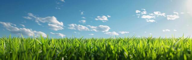 Green Grass Field Under Blue Sky photo