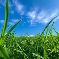 Grassy Field With Blue Sky photo