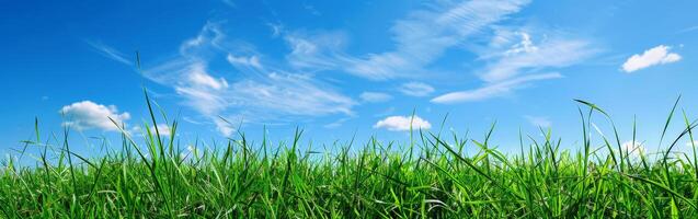 Green Grass Field Under Blue Sky photo