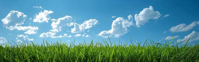 Lush Grass Field Under Clear Blue Sky photo