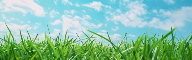 Green Grass Field With Blue Sky photo