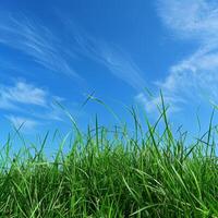 Grassy Field With Blue Sky photo