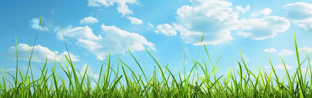 Grassy Field With Blue Sky and Clouds photo
