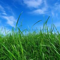 Grassy Field With Blue Sky photo