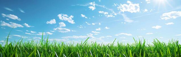 Vast Field of Green Grass Under Blue Sky photo
