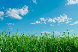 Green Grass Field Under Blue Sky photo