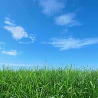 Grassy Field Under Blue Sky photo