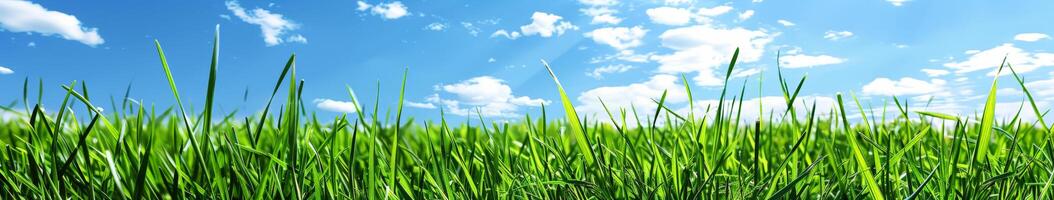 Grassy Field With Blue Sky and Clouds photo