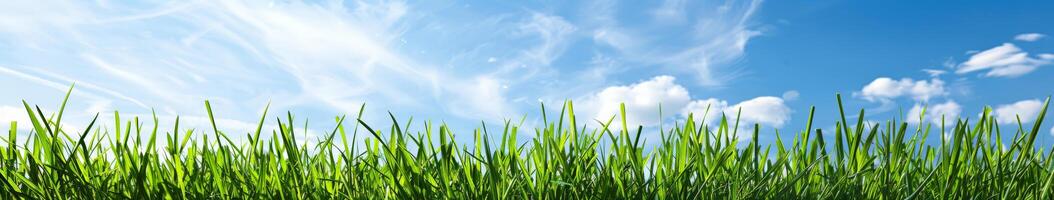 Grassy Field Under Blue Sky With Clouds photo
