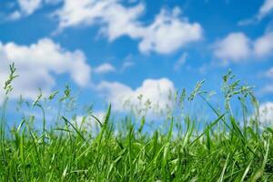 Green Grass Field Under Blue Sky photo