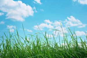 Grassy Field With Blue Sky photo